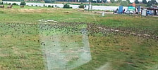 Photo: Meadow by the Vistula in Mikoszewo