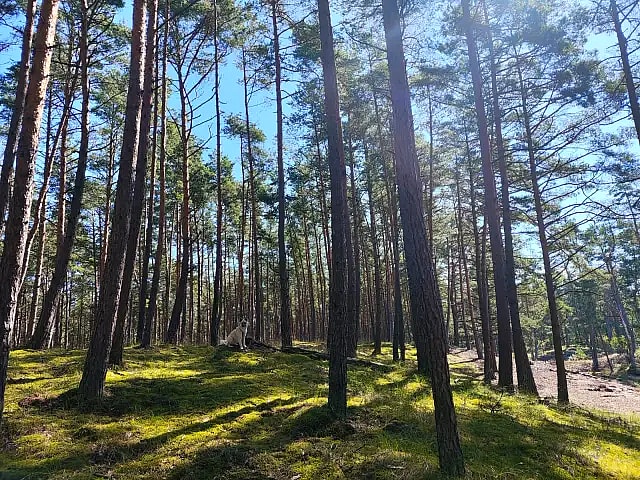 Foto: Brzeg der Frischen Nehrung